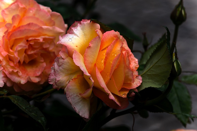rosa centifolia 2020.21_as.jpg