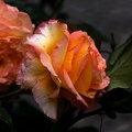 rosa centifolia 2020.21 as