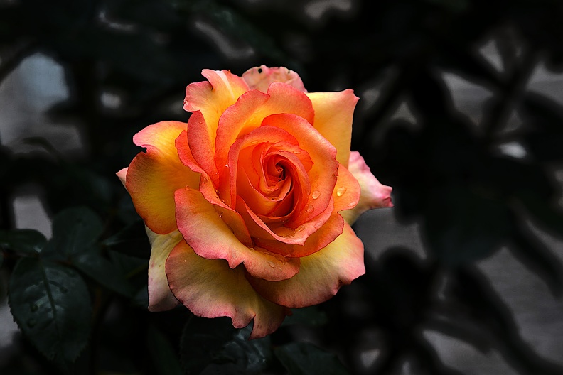 rosa centifolia 2020.20_as.jpg