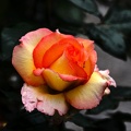 rosa centifolia 2020.19 as