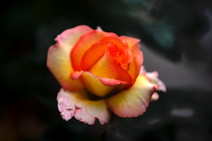 rosa centifolia 2020.18 as