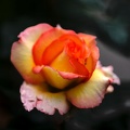 rosa centifolia 2020.18_as.jpg