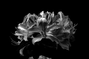 white rhododendron 2020.03 as graphic bw