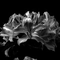 white rhododendron 2020.03 as graphic bw