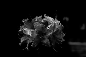 white rhododendron 2020.01 as graphic bw