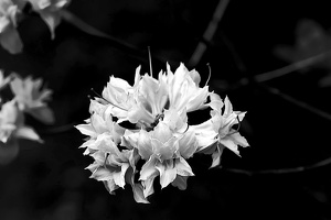 pink rhododendron 2020.03 as graphic bw
