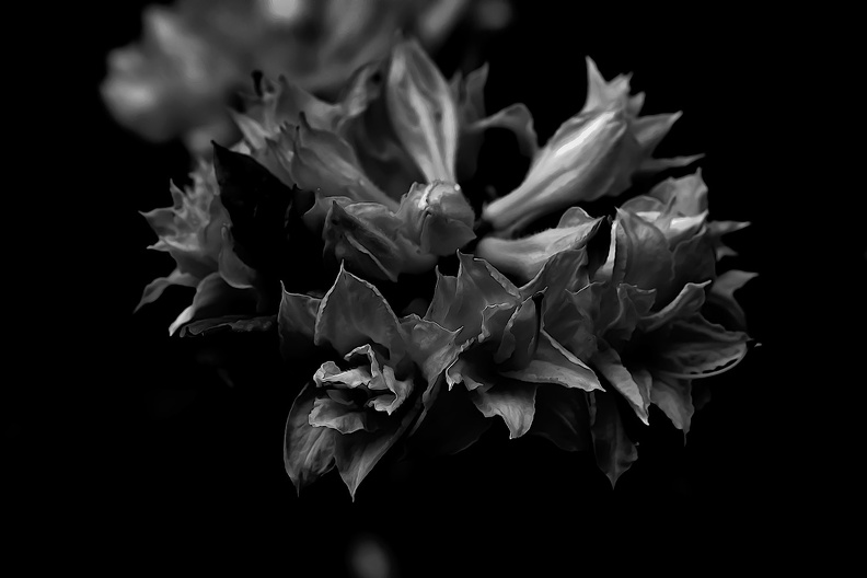 pink rhododendron 2020.02_as_graphic_bw.jpg