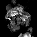 rosa centifolia 2020.24_as_graphic_bw.jpg