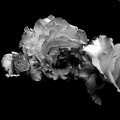 rosa centifolia 2020.23 as graphic bw