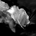 rosa centifolia 2020.21_as_bw.jpg