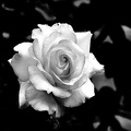 rosa centifolia 2020.20_as_graphic_bw.jpg