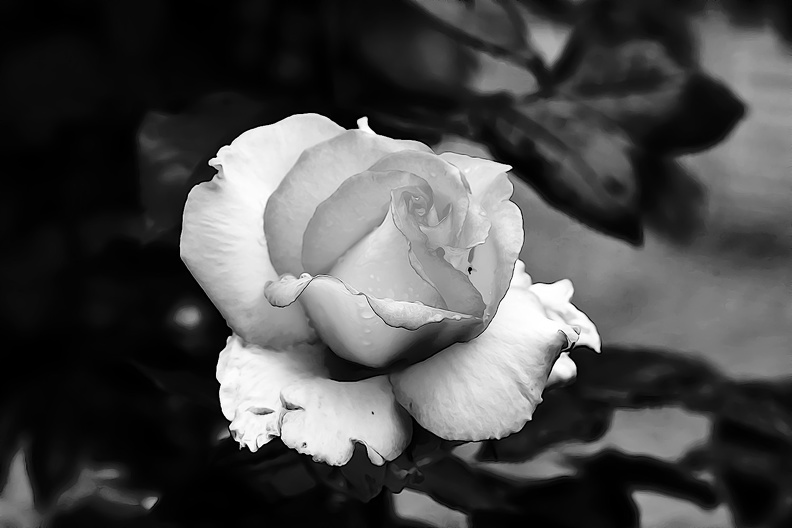 rosa centifolia 2020.19_as_graphic_bw.jpg
