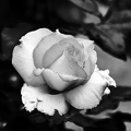 rosa centifolia 2020.19 as graphic bw