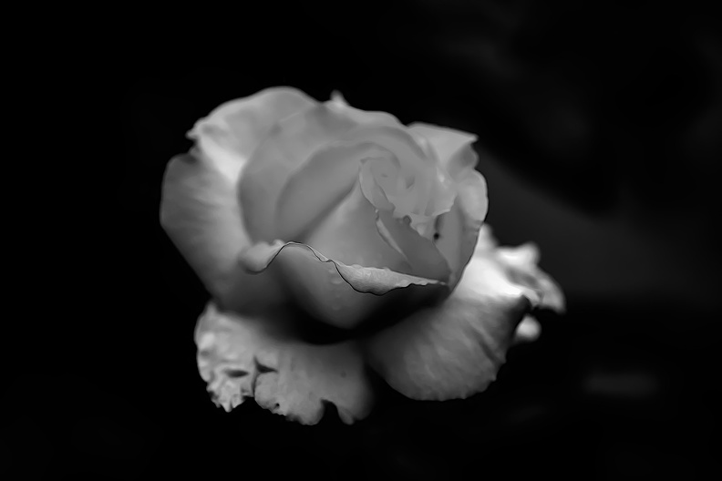 rosa centifolia 2020.18_as_graphic_bw.jpg