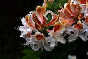 white rhododendron 2020.04 as