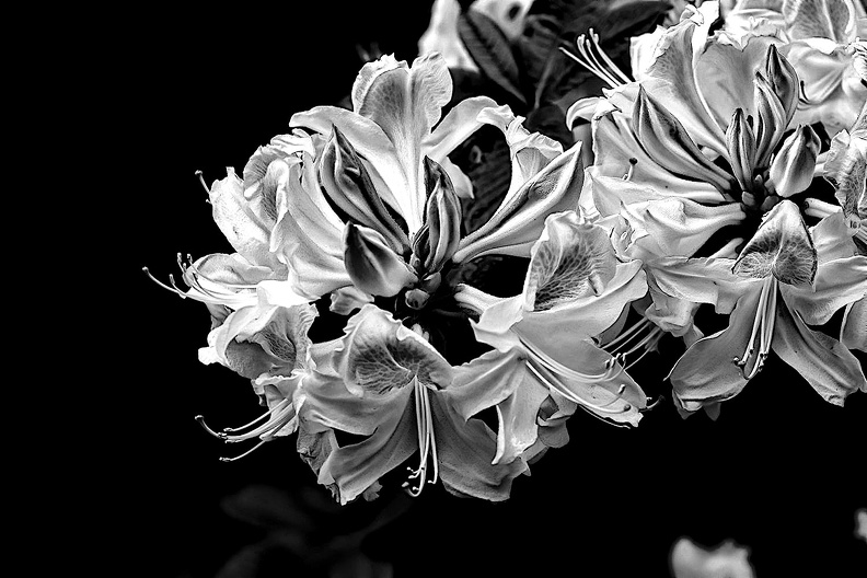 white rhododendron 2020.04_as_look_bw.jpg