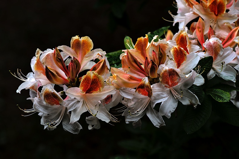 white rhododendron 2020.05_as.jpg