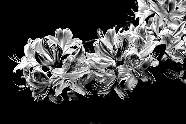 white rhododendron 2020.05_as_look_bw.jpg