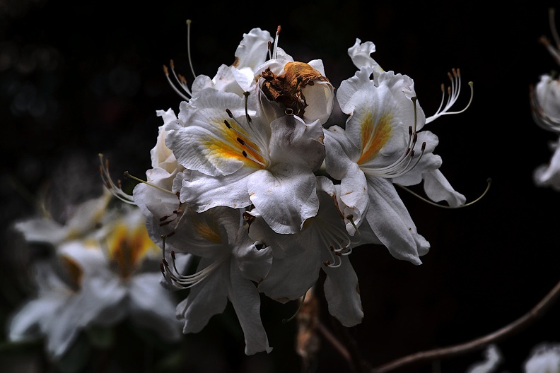 white rhododendron 2020.06_as.jpg