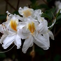 white rhododendron 2020.07 as