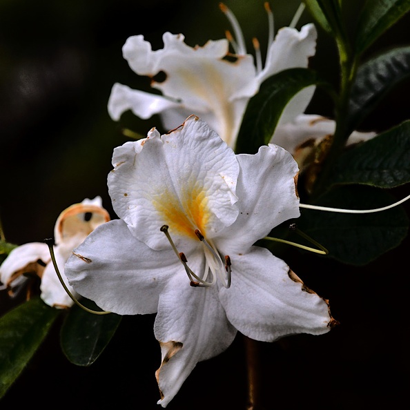 white rhododendron 2020.08_as.jpg