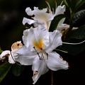 white rhododendron 2020.08 as