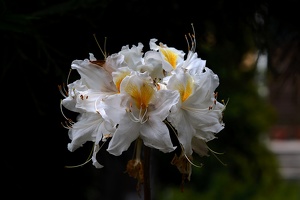 white rhododendron 2020.11 as