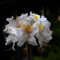 white rhododendron 2020.11 as