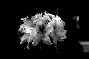 white rhododendron 2020.11 as bw