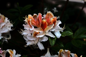white rhododendron 2020.12 as