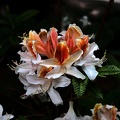 white rhododendron 2020.12 as