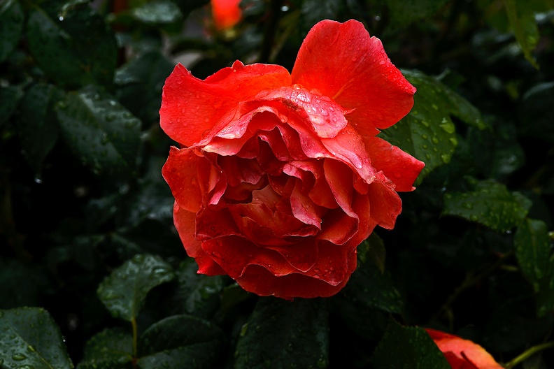 rosa centifolia 2020.28_as.jpg