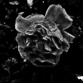 rosa centifolia 2020.28 as graphic bw