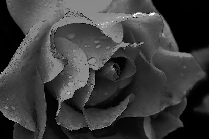 rosa centifolia 2020.30_as_graphic_bw.jpg