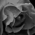 rosa centifolia 2020.30 as graphic bw