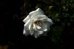 rosa centifolia 2020.31 as