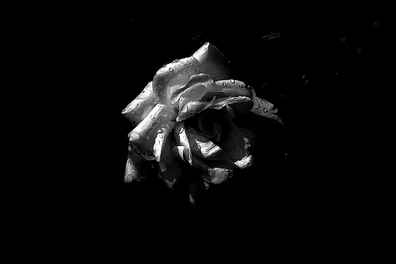 rosa centifolia 2020.31_as_graphic_bw.jpg