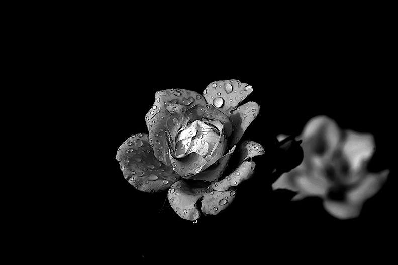 rosa centifolia 2020.32_as_graphic_bw.jpg