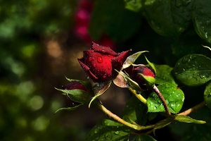 rosa centifolia 2020.34 as