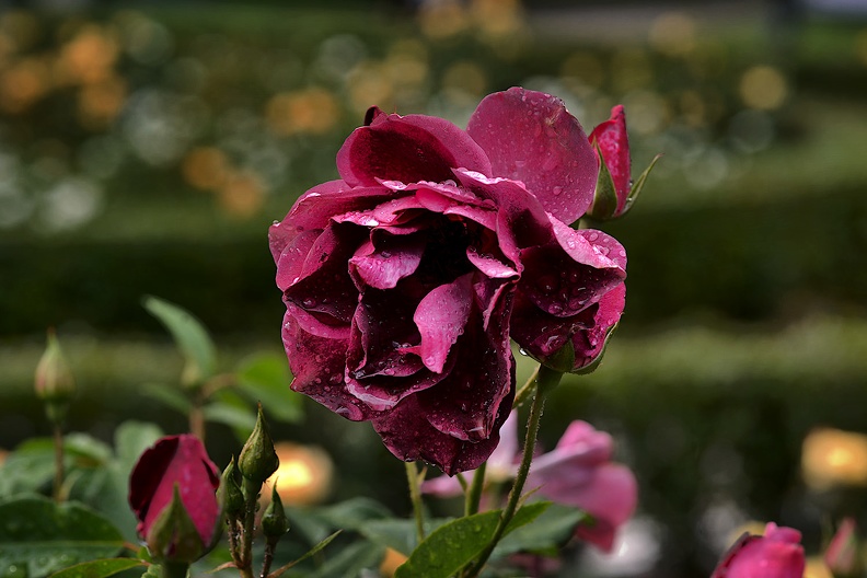 rosa centifolia 2020.39_as.jpg