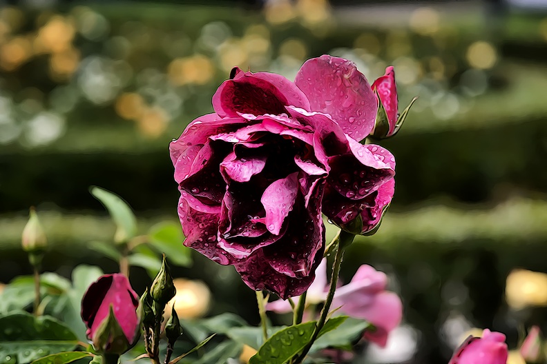 rosa centifolia 2020.39_as_graphic.jpg