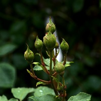rosa centifolia 2020.40 as