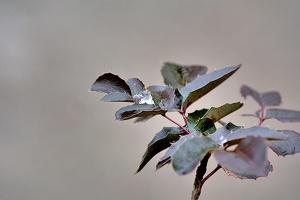 frozen leaves 2011.02 as