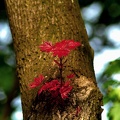 red.leaves.2011.01 as