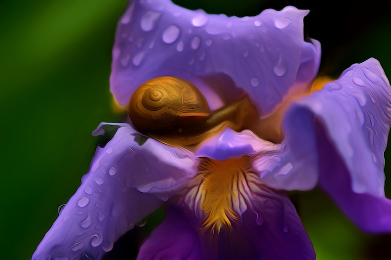iris snail.2013.01_as_dream.jpg