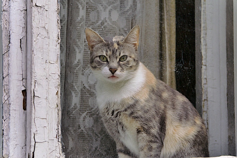 cat 2008.01_as.jpg