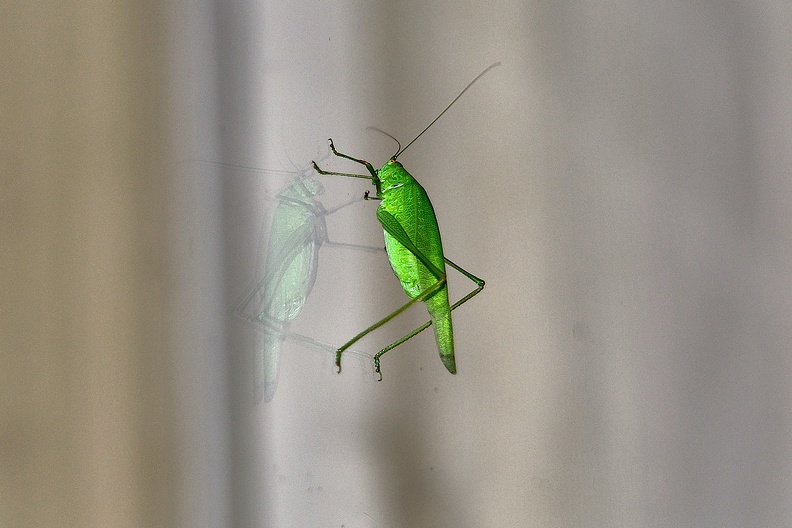 grasshopper 2008.01_as.jpg
