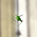 grasshopper 2008.02 as