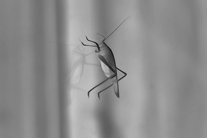 grasshopper 2008.01 as dream bw