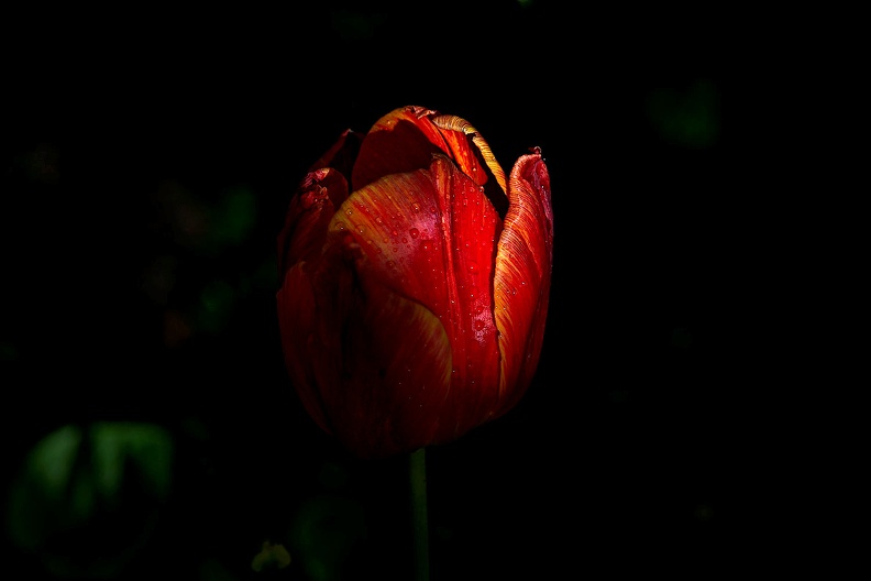 la.tulipe.2016.01_as.jpg